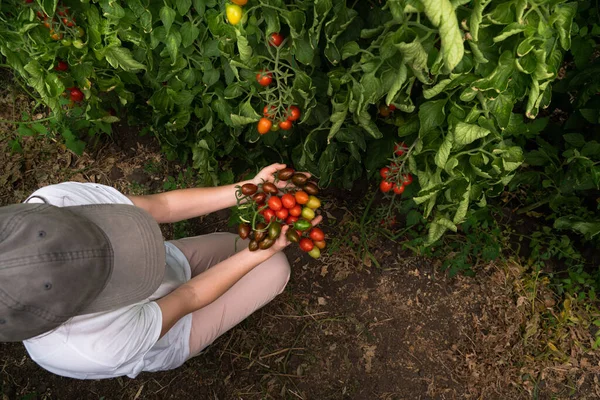 一个在温室里种植樱桃番茄的女农民有机农场 — 图库照片