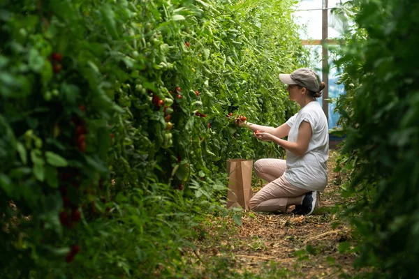 Una Mujer Agricultora Con Tomates Cherry Invernadero Granja Ecológica — Foto de Stock