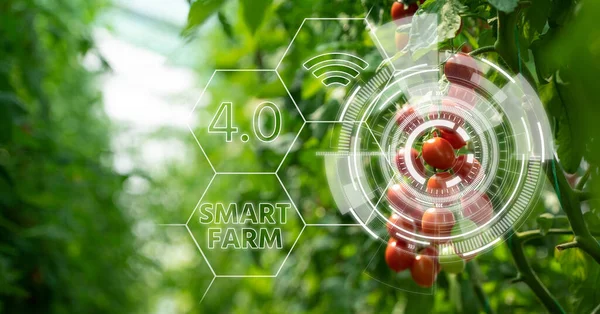 Tomatoes Greenhouse Infographics Smart Farming Precision Agriculture — Stock Photo, Image