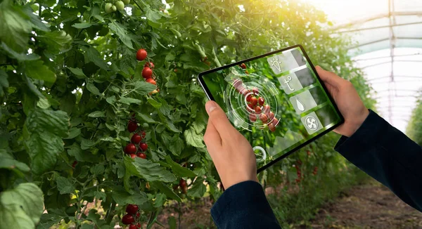 農家はトマトの温室を背景にタブレットを持っています スマート農業と精密農業4 — ストック写真
