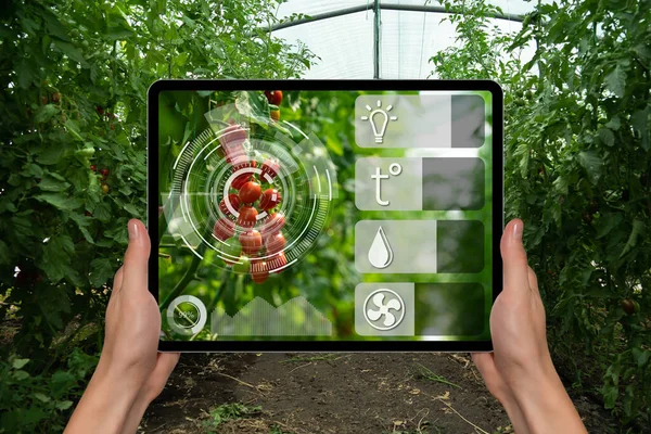 Jordbrukare Håller Tablett Bakgrunden Ett Växthus Med Tomater Smart Jordbruk — Stockfoto