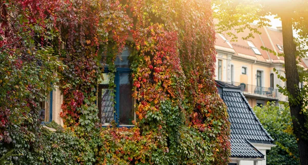 Стена Дома Покрыта Плющом Осенний Город — стоковое фото
