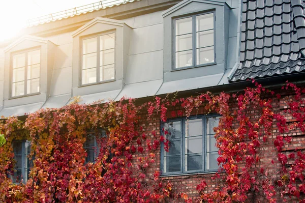 Muur Van Het Huis Bedekt Met Klimop Herfststad — Stockfoto