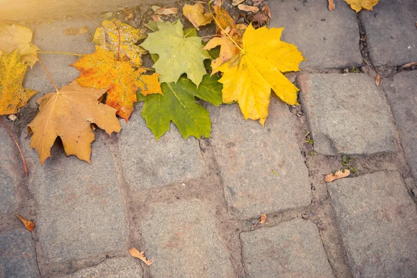 Outono Folhas Caídas Pedras Pavimentação — Fotografia de Stock