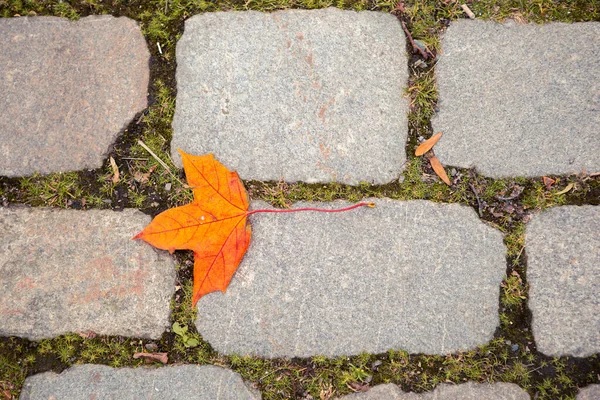 Herbstliches Laub Auf Pflastersteinen — Stockfoto