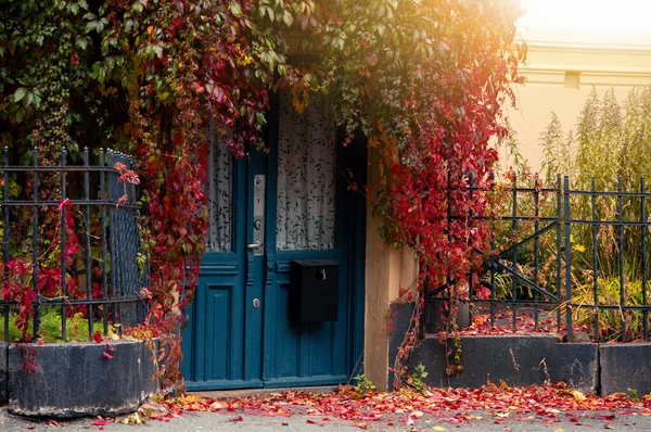 Stěna Domu Pokryta Břečťanem Podzimní Město — Stock fotografie