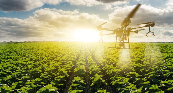 Drohne Fliegt Über Landwirtschaftliches Feld Smart Farming Und Präzisionslandwirtschaft — Stockfoto
