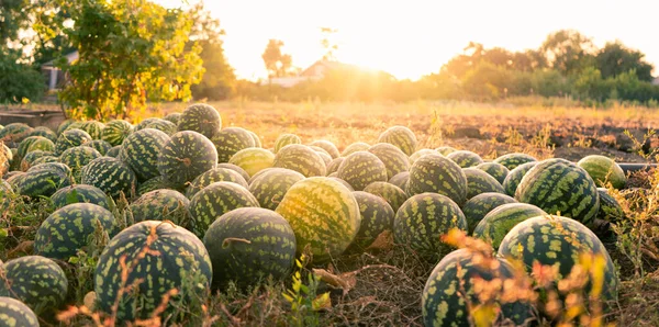 Pile Watermelons Field Sunset — Stock Photo, Image