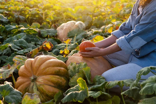 Agricultor Con Calabaza Campo Calabazas Atardecer — Foto de Stock