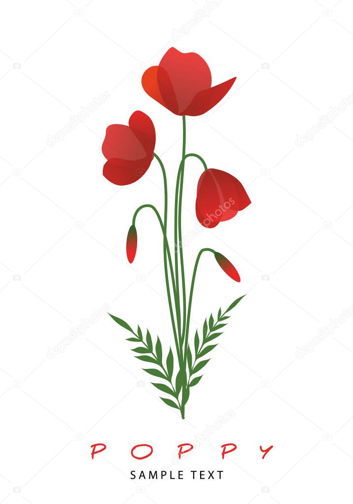 Stems, leaves and poppy flowers isolated on white background.