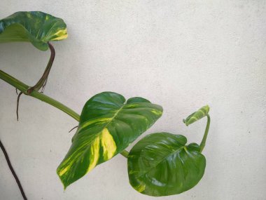 Epipremnum aureum veya beyaz bir duvarda yetişen altın pothos bitkisi