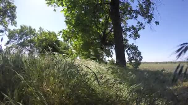 La hierba verde se mueve del viento al sol — Vídeos de Stock