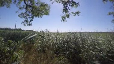 yeşil çim rüzgardan güneşe doğru hamle.