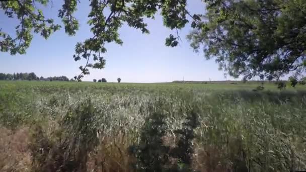 Det gröna gräset flyttar från vinden till solen — Stockvideo