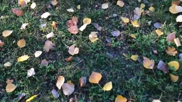Male legs walking on yellow fallen maple leaves in autumn. Man goes along carpet from leaves. — Stock Video