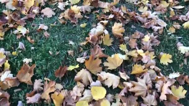 Männliche Beine, die im Herbst auf gelben Ahornblättern spazieren gehen. Mann fährt Teppich aus Laub. — Stockvideo