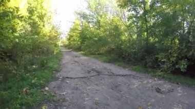 Steadicam ağaç satır uçar. Sonbaharın stabilize video yürümek güneş ağaçların arkasına bakmak