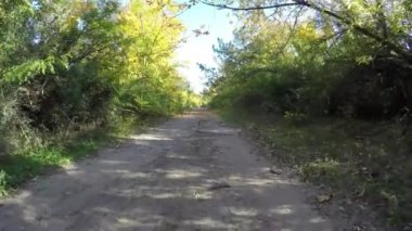 Steadicam ağaç satır uçar. Sonbaharın stabilize video yürümek güneş ağaçların arkasına bakmak