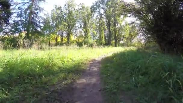 Steadicam flies through tree row. Stabilized video of autumn walk with sun peeking behind trees — Stock Video