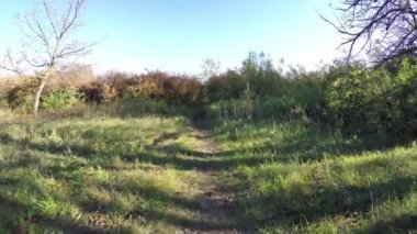 Steadicam ağaç satır uçar. Sonbaharın stabilize video yürümek güneş ağaçların arkasına bakmak