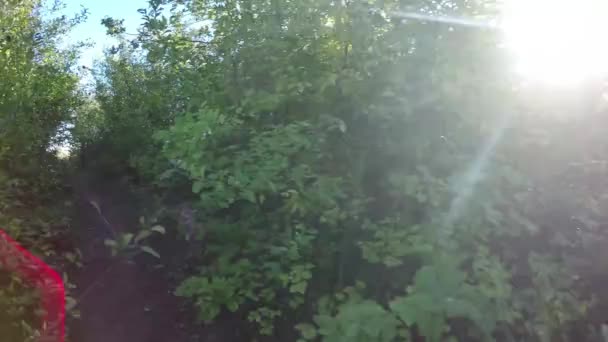 Steadicam vliegt door boom rij. Gestabiliseerde video van de herfst lopen met zon gluren achter bomen — Stockvideo