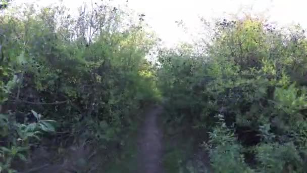 Steadicam vola attraverso la fila di alberi. Video stabilizzato di passeggiata autunnale con sole che sbircia dietro gli alberi — Video Stock