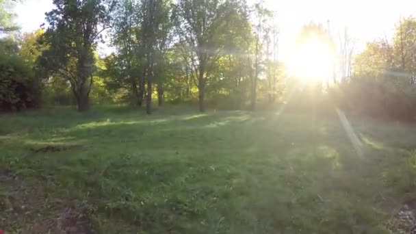 ステディカムは、ツリーの行を飛ぶ。太陽の木の背後にあるピークで歩く秋の安定したビデオ — ストック動画