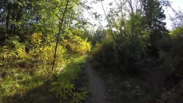 斯坦尼康飞过树排。秋天散步的稳定视频与太阳在树后窥视 — 图库视频影像