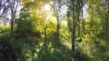 Steadicam ağaç satır uçar. Sonbaharın stabilize video yürümek güneş ağaçların arkasına bakmak