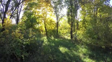 Steadicam ağaç satır uçar. Sonbaharın stabilize video yürümek güneş ağaçların arkasına bakmak
