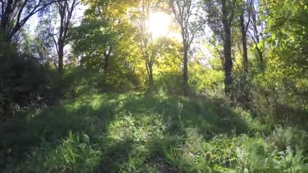 Steadicam vuela a través de la fila de árboles. Vídeo estabilizado del paseo otoñal con el sol mirando detrás de los árboles — Vídeos de Stock