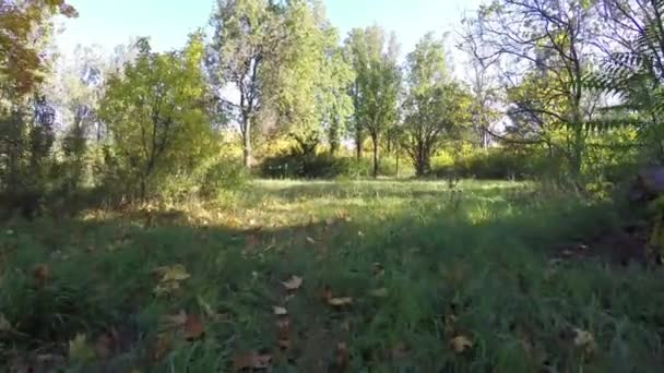 Steadicam vole à travers la rangée d'arbres. Vidéo stabilisée de marche automnale avec soleil regardant derrière les arbres 