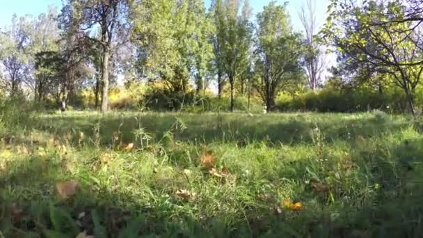 Steadicam flies through tree row. Stabilized video of autumn walk with sun peeking behind trees — Stock Video