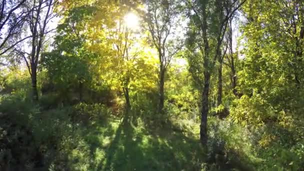 Schwebebahn fliegt durch Baumreihe. Video vom Herbstspaziergang mit Sonne, die hinter Bäumen hervorlugt — Stockvideo