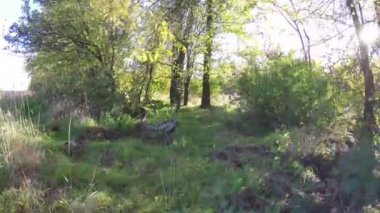 Steadicam ağaç satır uçar. Sonbaharın stabilize video yürümek güneş ağaçların arkasına bakmak