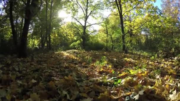 Steadicam vola attraverso la fila di alberi. Video stabilizzato di passeggiata autunnale con sole che sbircia dietro gli alberi — Video Stock