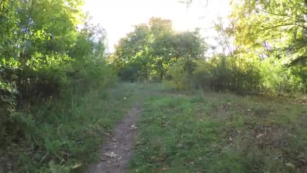 Steadicam vuela a través de la fila de árboles. Vídeo estabilizado del paseo otoñal con el sol mirando detrás de los árboles — Vídeos de Stock