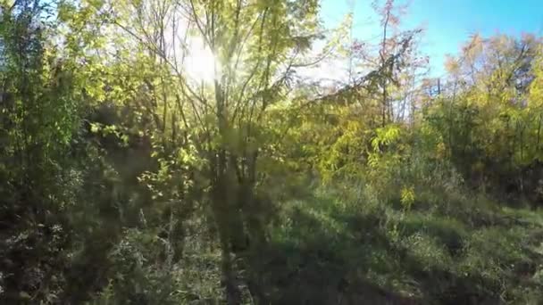 Steadicam voa através da fileira das árvores. Vídeo estabilizado de passeio de outono com espreitar do sol atrás de árvores — Vídeo de Stock