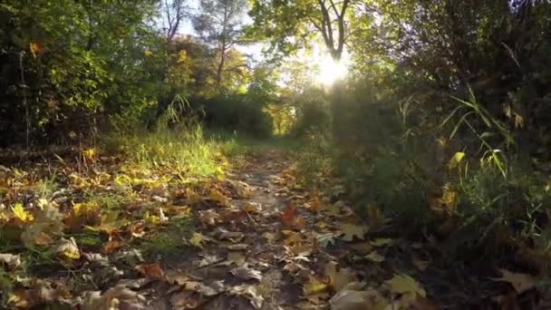 Steadicam vuela a través de la fila de árboles. Vídeo estabilizado del paseo otoñal con el sol mirando detrás de los árboles — Vídeos de Stock