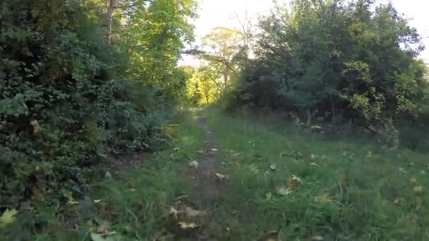 Steadicam vliegt door boom rij. Gestabiliseerde video van de herfst lopen met zon gluren achter bomen — Stockvideo