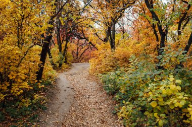 Romantik sokakta güzel bir park renkli ağaçlar ve güneş ışığı ile.