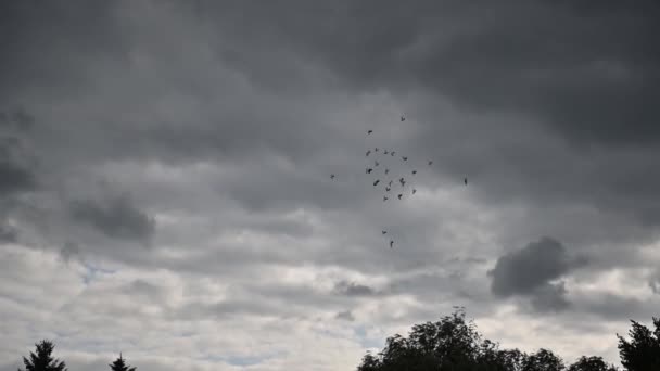 鳥が夕方にねぐらにする準備ができて群がるように夕方の光. — ストック動画