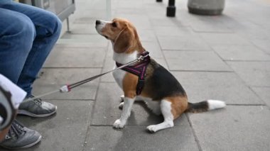 sevimli güzel beagle ustası ile açık hava oyunları oynar