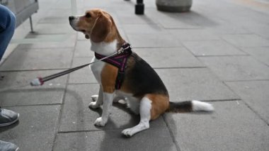 sevimli güzel beagle ustası ile açık hava oyunları oynar
