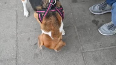 sevimli güzel beagle ustası ile açık hava oyunları oynar