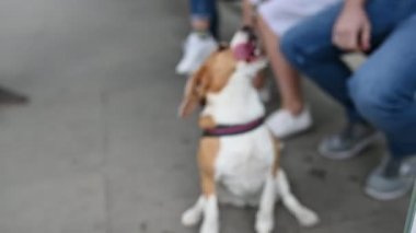 sevimli güzel beagle ustası ile açık hava oyunları oynar