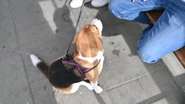 sevimli güzel beagle ustası ile açık hava oyunları oynar