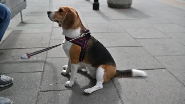 Lindo hermoso beagle juega juegos al aire libre con su maestro — Vídeos de Stock