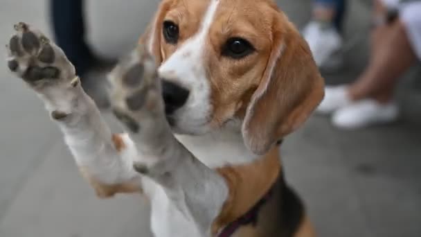 Bonito lindo beagle joga jogos ao ar livre com seu mestre — Vídeo de Stock