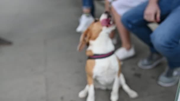 Leuke mooie beagle speelt buiten spelen met zijn meester — Stockvideo
